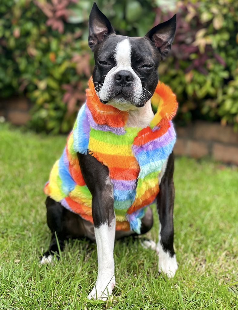 Rainbow deals dog sweater